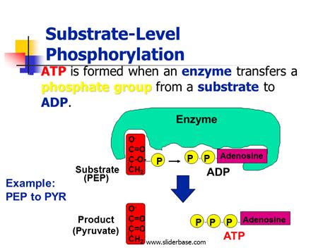 Aug 31, 2023 · Substrate-Level Phosphorylation. Substrate-level phosphorylation is the production of ATP from ADP by a direct transfer of a high-energy phosphate group from a phosphorylated intermediate metabolic compound in an exergonic catabolic pathway as shown in Figure \(\PageIndex{2}\). Such intermediate compounds are sometimes called high-energy ... 
